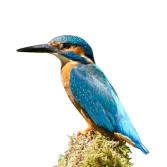 Alcedo_atthis_-England-8__cropped_-removebg-preview