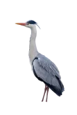 Graureiher_Grey_Heron-removebg-preview