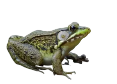 Green-frog-removebg-preview